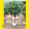 批發(fā)桂花樹苗 庭院植物四季桂花苗濃香型丹桂 盆栽桂花苗品種齊