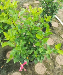 綠籬袋苗大紅花高70-80cm扶桑朱槿中山基地直銷