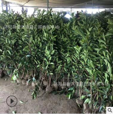 四季常青綠色植物珊瑚樹法國冬青 庭院籬笆墻植物法國冬青