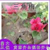 三角梅樹苗盆栽室內陽臺爬藤植物勒杜鵑花苗重瓣大苗庭院花卉盆景