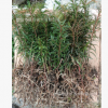 批發精品優質原產地　紅豆杉　南方紅豆杉　盆栽紅豆杉樹苗