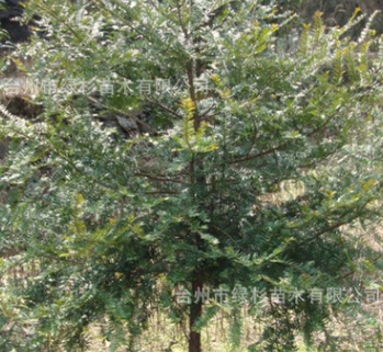 紅葉石楠苗基地批發 四季常青庭院綠化苗紅葉石楠球 規格齊全