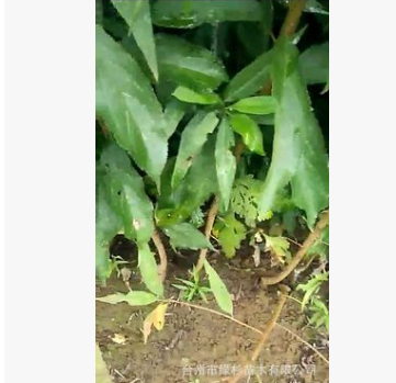 批發正宗優質一年裸根嫁接冬桃樹種苗　精品名優果樹苗木桃苗
