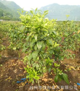 批發精品三年土球興津58明日見柑橘苗 興津58阿斯蜜柑桔苗
