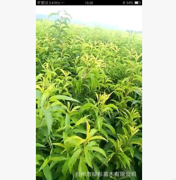 批發正宗精品優質一年裸根嫁接黃桃果樹種苗 正宗名優果樹苗木