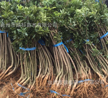 批發原產地熱銷正宗三年裸根嫁接 黑炭楊梅種苗.荸薺楊梅樹苗