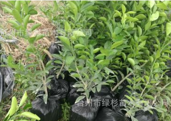 二年嫁接土球本地早蜜桔苗 柑桔樹苗 批發正宗精品優質