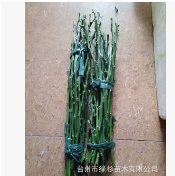 基地培育精品明日見興津58枝條興津60阿斯蜜明日見枝條 品種保證