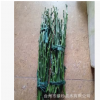 基地培育精品明日見興津58枝條興津60阿斯蜜明日見枝條 品種保證