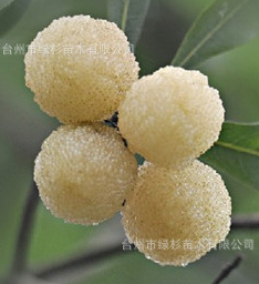 裸根嫁接水晶 楊梅苗 批發正宗優質 新品種白楊梅苗 果樹苗木