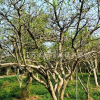 江蘇花石榴苗木供應(yīng)基地/花石榴市場價(jià)格