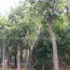 江蘇烏桕，樸樹，榆樹，米徑20--40cm大規(guī)格苗木供應(yīng)基地
