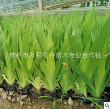 鳶尾 蝴蝶花 多年生水生草本 園林濕地綠化必選