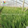 德國鳶尾 黃菖蒲 黃花鳶尾 藍花水生鳶尾 濕地綠化