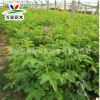 基地批發 四季玫瑰花苗 紫枝玫瑰 無刺盆栽杯苗 花灌木