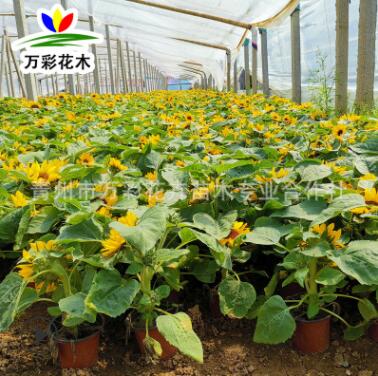 向日葵 矮桿大笑向日葵 朝陽花太陽花盆栽杯苗 觀賞花海 凈化環境