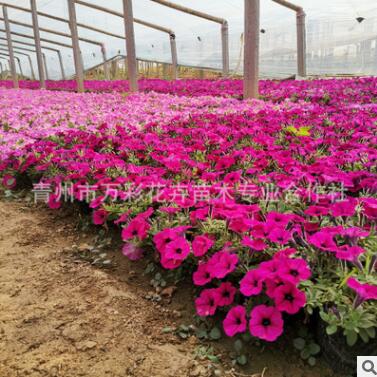 垂吊矮牽牛 喇叭花盆栽青州基地直銷 路政公園擺花 花海綠化工程