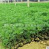 波斯菊 格桑花 秋英基地批發盆栽杯苗 多色 花海專用草坪花境背景
