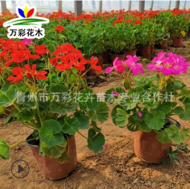 天竺葵 洋繡球 石蠟紅驅蚊草 觀賞類盆栽花卉 花色艷麗抗熱易成活