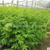 基地批發 四季玫瑰花苗 紫枝玫瑰 無刺盆栽杯苗 花灌木