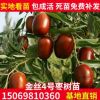金絲4號棗樹苗批發(fā) 農(nóng)業(yè)種植項目果樹苗 棗樹苗當(dāng)年結(jié)果