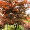 紅楓，四川紅楓，成都紅楓，中國紅楓。