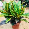 基地批發變色木盆栽 大型室內盆景四季常青盆景七彩變葉木植物