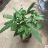 批發發財樹盆栽 辮子發財樹苗粗桿發財樹綠植花卉凈化空氣招財樹