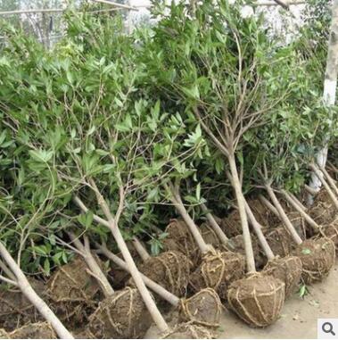 基地批發(fā)金桂八月桂花沉香桂四季桂小苗品種齊全桂花樹苗