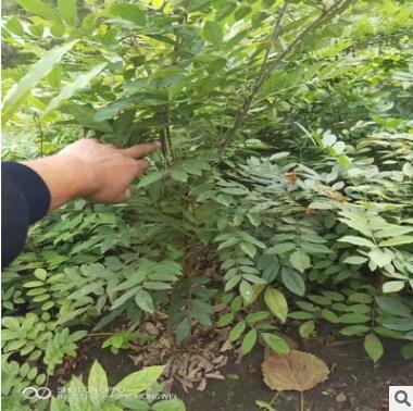 基地批發(fā)紫藤小苗多花紫藤花苗樹苗庭院攀援植物朱騰 紫藤蘿
