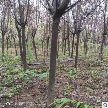 紫葉李樹苗批發(fā) 速生紫葉李 紅葉李樹苗彩色綠化苗木品種齊全