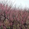 批發紅梅樹苗批發室外庭院觀花植物盆栽紅梅苗園林精品盆栽臘梅