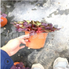 芙蓉醡漿草 冠幅10-30公分都有 品種 規格 齊全 精品優質苗 蕭山