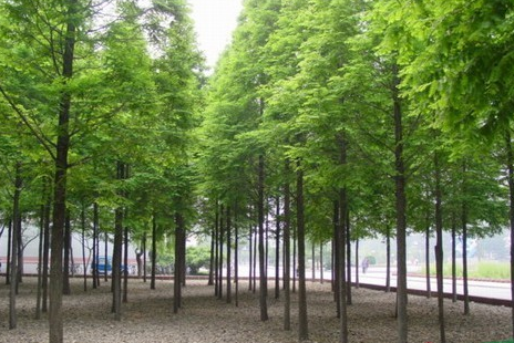 水杉