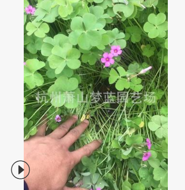 紅花醡漿草 紫葉 高度1-20公分 優質苗 成活 高 園林 綠化 苗圃