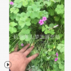 紅花醡漿草 紫葉 高度1-20公分 優質苗 成活 高 園林 綠化 苗圃