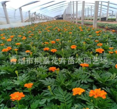 青州基地直銷盆栽杯苗孔雀草苗萬壽菊 景觀綠化花卉盆栽 時令草花