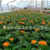 青州基地直銷盆栽杯苗孔雀草苗萬壽菊 景觀綠化花卉盆栽 時令草花