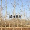 占地拆遷苗 銀杏樹苗 銀杏苗白果小苗白果樹庭院植物行道綠化苗木