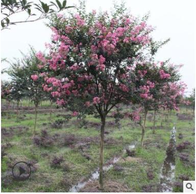 基地直銷 紫薇 各種規格 紅梅 園林綠化 批發 市政園林