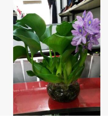 苗圃直銷 鳳眼蓮 杭州蕭山 各種 水生植物 綠化工程