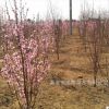 庭院觀賞風景樹龍柱碧桃 工程綠化批量價低造型優美觀賞性強碧桃