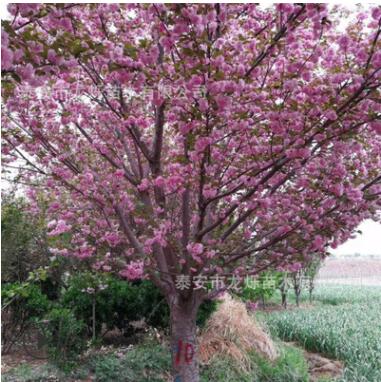 泰安基地常年供應風景綠化櫻 花樹 造型美觀花色觀賞強綠化樹