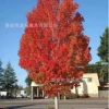 廠家直銷 多規格綠化紅楓樹苗 美國紅楓批發出售價格低 紅點紅楓