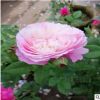 批發(fā)薔薇供應(yīng)月季、爬藤月季等綠化工程苗木 品種齊全 帶花發(fā)貨