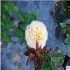 供應(yīng)月季 爬藤月季薔薇品種齊全 帶花可發(fā)貨 品種齊全 量多價(jià)優(yōu)