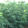 江西無患子介紹