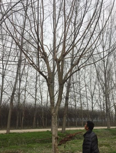 江西重陽木