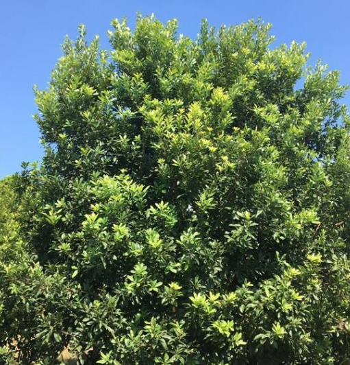 江西楊梅基地/移栽楊梅/分枝楊梅樹