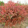 基地直銷紅葉石楠苗 工程綠化籬笆彩色小苗 紅葉石楠床苗批發(fā)